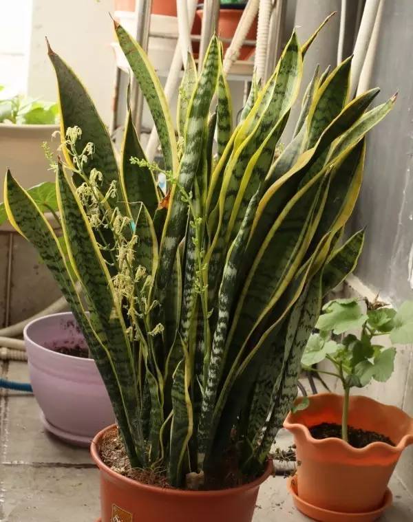 虎皮蘭有“3怕2不喜”，難怪東倒西歪，從不出“新芽”