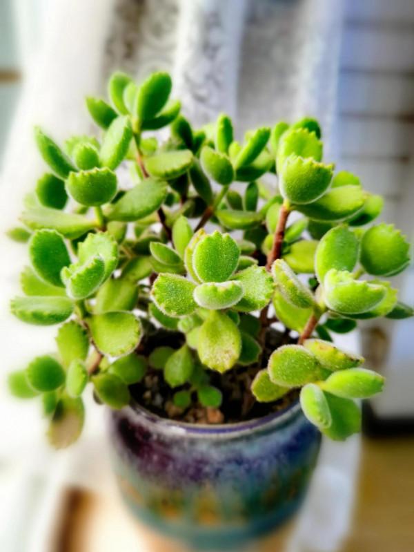 小綠熊五年前後