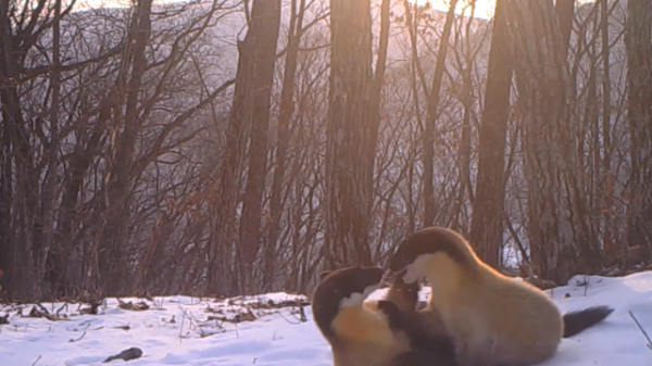 東北虎豹國家公園現“神獸”！白色黃喉貂首次現身，全世界都罕見