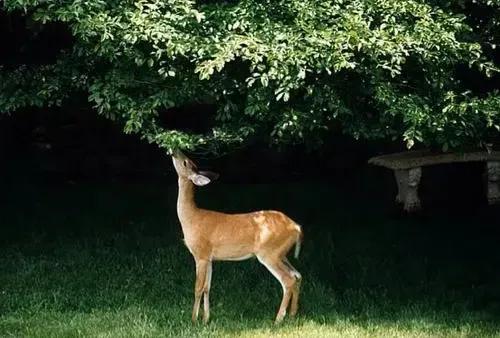分享圖片 梅花鹿 可愛呆萌 堅強勇敢