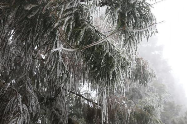 美爆了！陽明山迎來今冬第一場霧凇