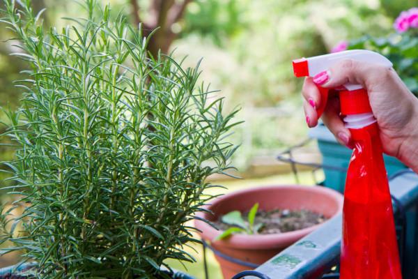 花草換盆旺季來臨，學會“三看三觀察”，換盆就是小菜一碟