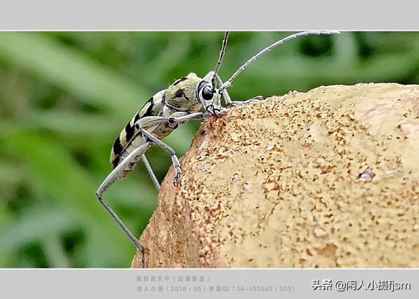 手機昆蟲攝影:天牛,拍攝技巧分享,你見過這幾種天牛嗎? 手機昆蟲攝影:天牛,拍攝技巧分享,你見過這幾種天牛嗎?