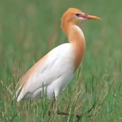 鳥的世界 鳥的天堂