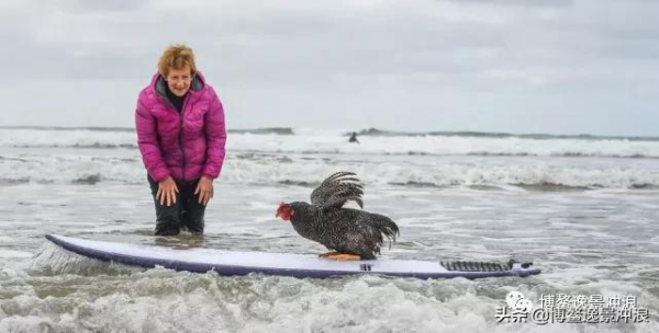 在澳洲，連雞都開始衝浪了