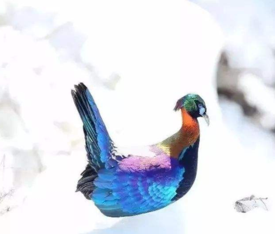 中外“彩虹鳥”大比拼，誰的羽毛顏色，是你心目中的“彩虹色”？