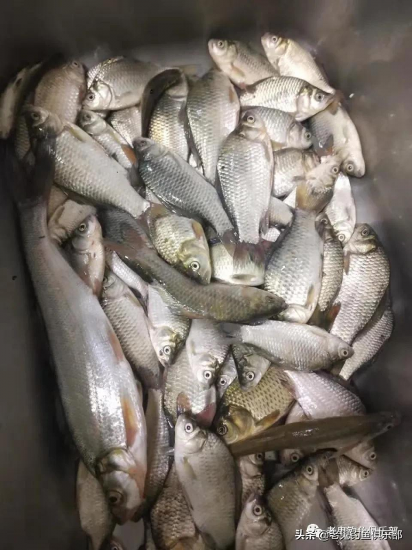 氣溫驟變,水庫岔河解毒 氣溫驟變,水庫岔河解毒