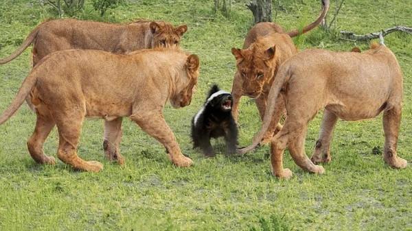 永不服輸的蜜獾，曾經有一個保護區飼養了兩隻，後來怎麼樣了？