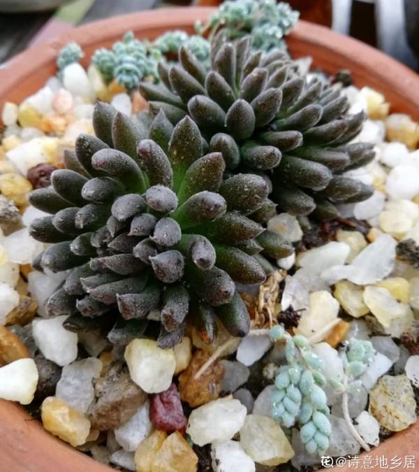 紅、黃、藍、黑，4種彩色多肉，你喜歡哪一款？