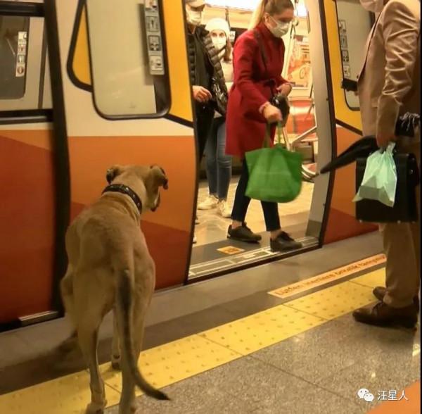 土耳其一隻流浪狗火了，它每天搭地鐵去旅行，網友贊爆