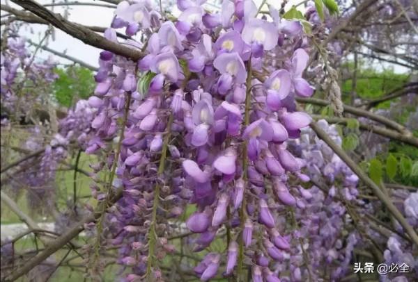 18種常見的先花後葉植物集錦 18種常見的先花後葉植物集錦