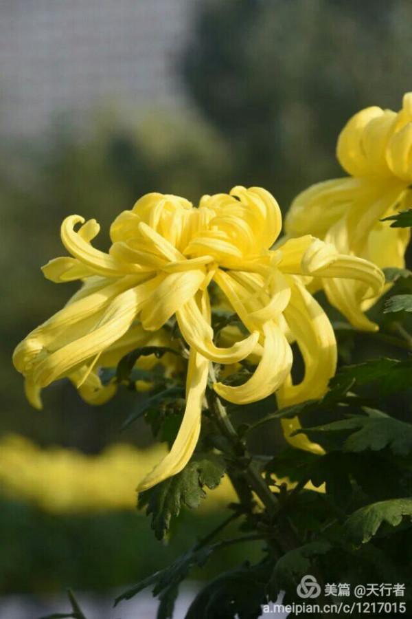 待得菊開時,誰曉其中味?——歷史上的詠菊詩 待得菊開時,誰曉其中味?——歷史上的詠菊詩