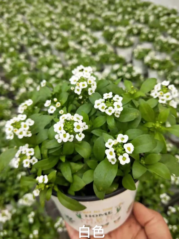 每年都搶著買的香雪球，種在花園裡引人駐足，流連忘返