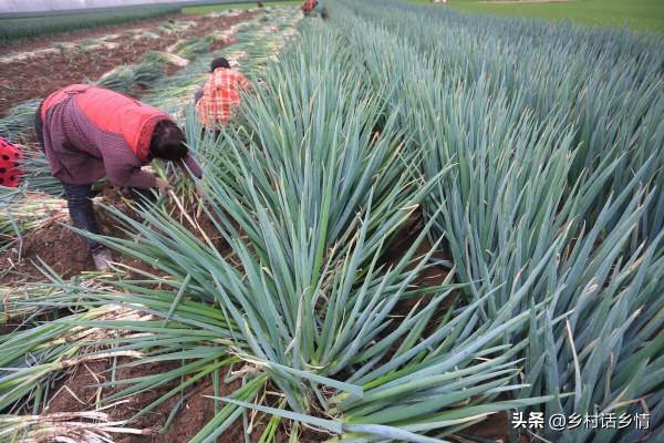 大蔥和韭菜乾尖黃葉產量低，試試這幾個方法，葉子嫩綠產量高