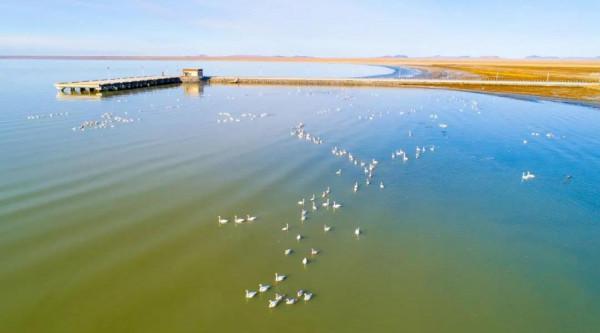達裡湖觀鳥季 | 天鵝在等你