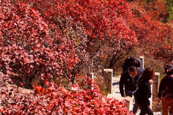 鳳凰嶺彩葉進入最佳觀賞期