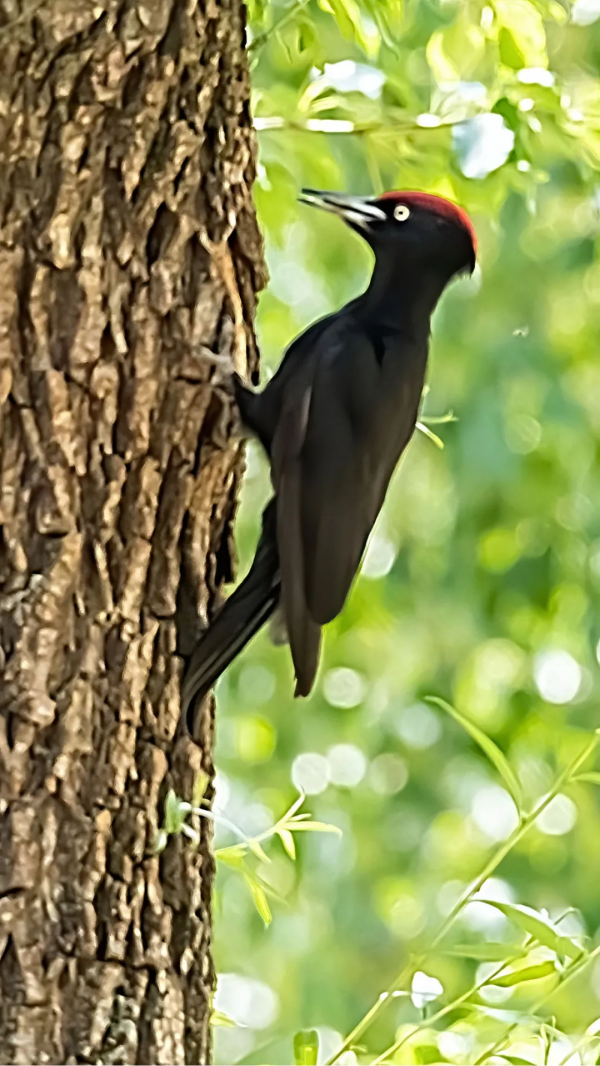「山西鳥類圖鑑」| 黑啄木鳥