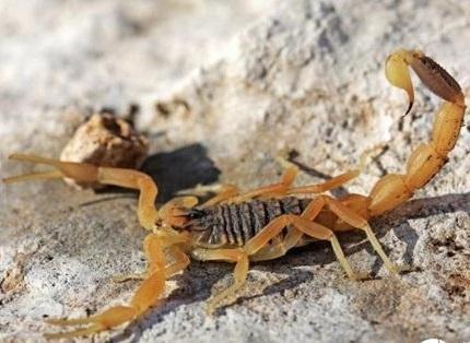 世界排面毒素前五的動物，你知道幾個，還好中國沒有