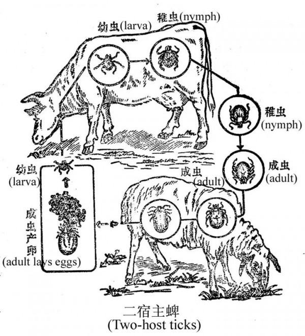 如果你家裡的牛身上突然出現幾十上百隻的牛蜱,你要怎麼做呢? 如果你家裡的牛身上突然出現幾十上百隻的牛蜱,你要怎麼做呢?