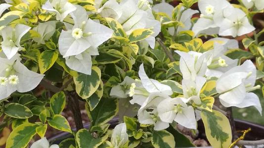 品種大全丨奼紫嫣紅的三角梅,驚豔你的可不是它的花…附品種介紹 品種大全丨奼紫嫣紅的三角梅,驚豔你的可不是它的花…附品種介紹