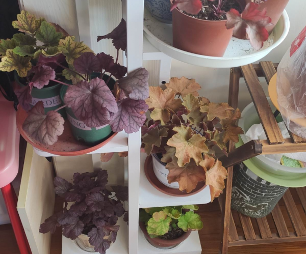 &OpenCurlyDoubleQuote;手賤&rdquo;甭養花！即使皮實如長壽花，一樣會養死