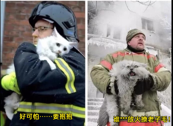 給大家看一下戰鬥民族是怎樣吸貓的？彪悍的貓咪能拉雪橇敢揍熊