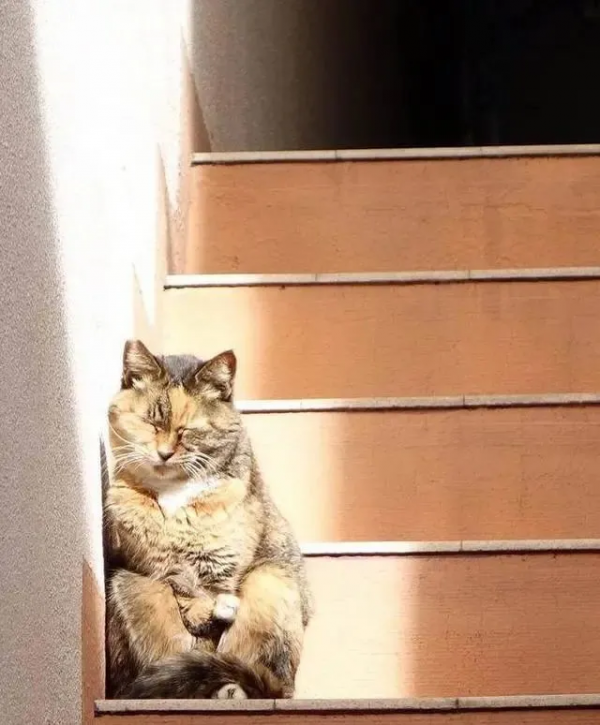 用鼻子蹭你相當於親吻?貓:人類,你們還是太年輕了 用鼻子蹭你相當於親吻?貓:人類,你們還是太年輕了