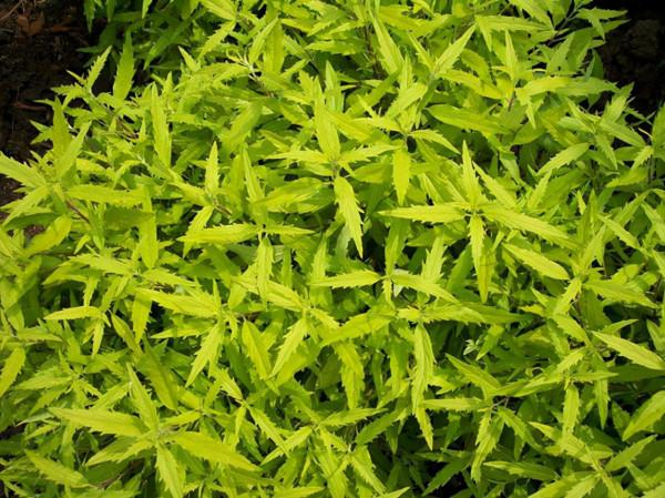 植物非試管高效快繁技術繁殖金葉蕕