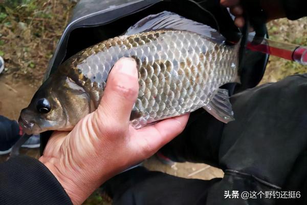 冬季深水釣鯽魚，“魚離底”現象不容忽視，浮漂一定要調出目數