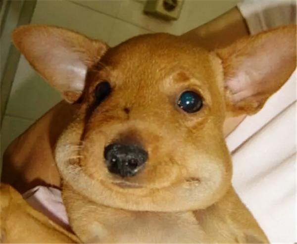 狗子用實力詮釋，什麼叫“百蟄不撓”