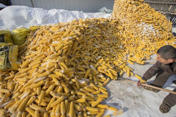 玉米價格波動的背後，已發生“2個變化”！有啥影響？趕緊看看