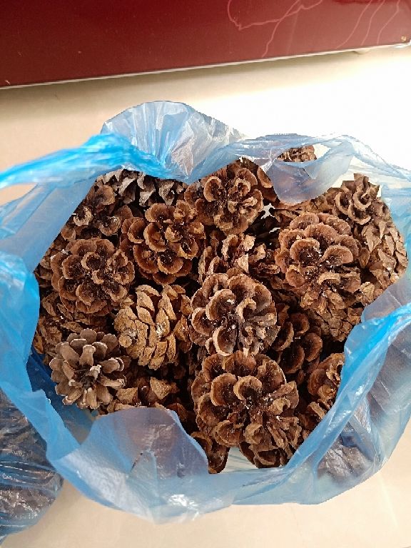 路邊撿4種“垃圾”，和土壤摻一起，就是養花萬能土，省一大筆錢