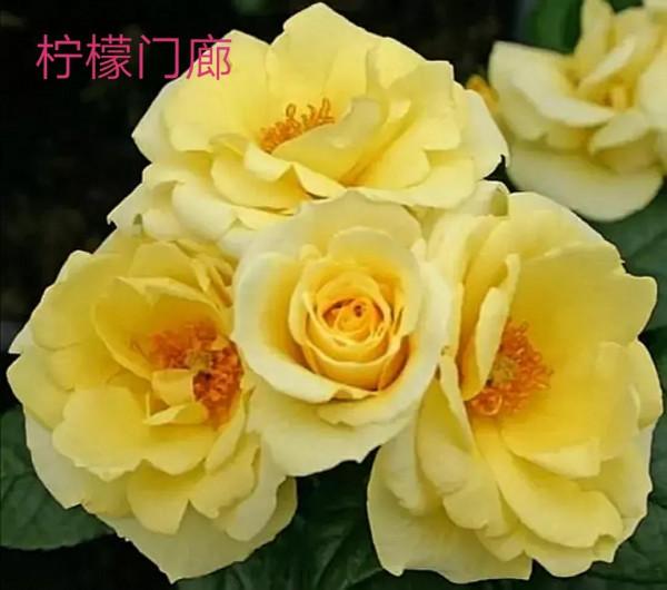 花量巨大的“門廊”系列月季品種