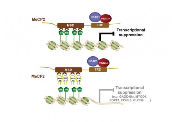 科學家首次發現小核仁RNA SNORD33對三陰性乳腺癌鉑類藥物治療方案有預測作用