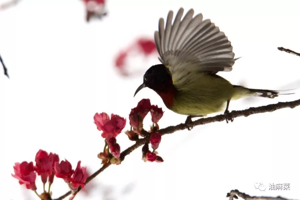 油麻菜:圓月彎刀 油麻菜:圓月彎刀