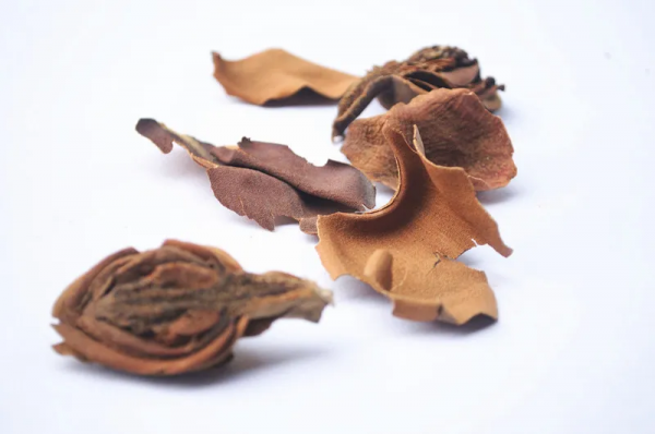 養生知藥 | 厚朴花