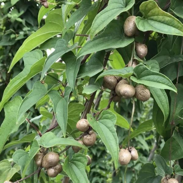 小冬瓜西瓜捲心菜……迷你蔬果的來歷你都瞭解嗎? 小冬瓜西瓜捲心菜……迷你蔬果的來歷你都瞭解嗎?