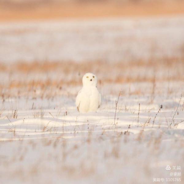 寒極精靈—雪鴞