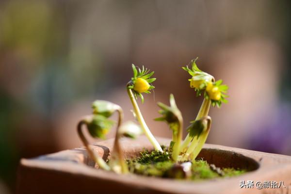 萬物起始，立春暖陽下，等待花園甦醒 &vert; 園丁