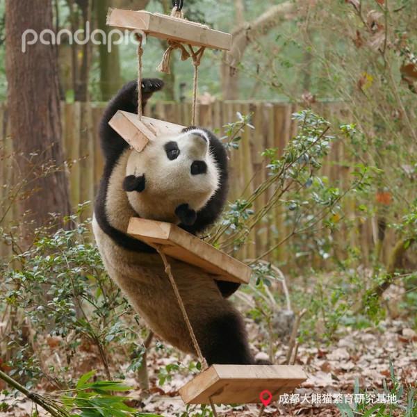 這年頭，沒點才藝還不能當國寶了？