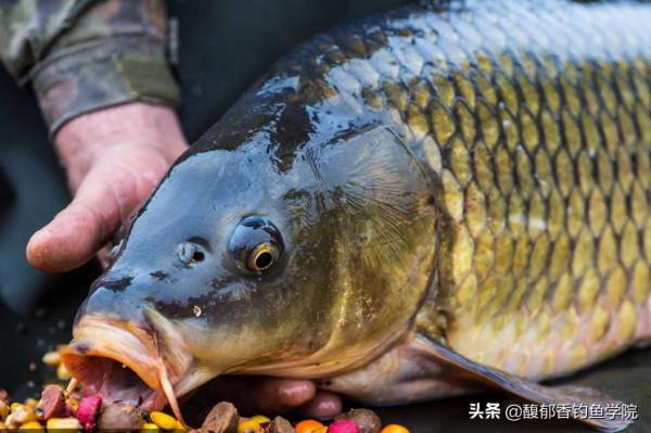 鯉魚和鯽魚咬鉤是什麼樣的動作？滑口、頓口等魚口的種類介紹