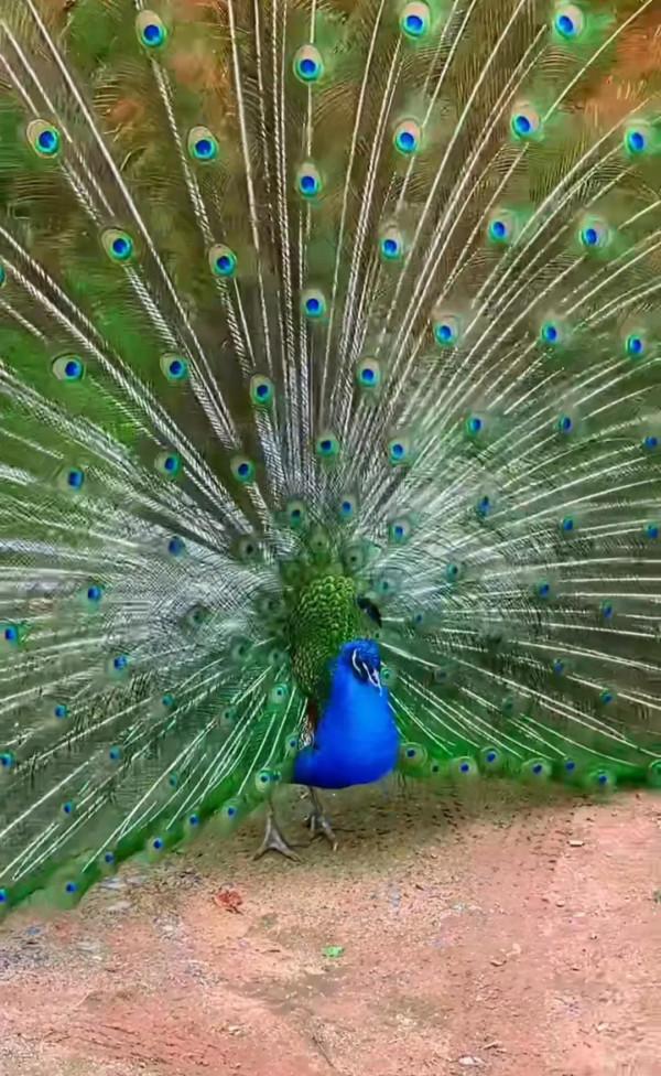 孔雀開屏。