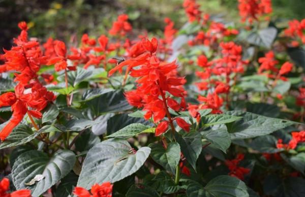 8種漂亮的花,到了秋天別忘採種子,來年繼續播種 8種漂亮的花,到了秋天別忘採種子,來年繼續播種