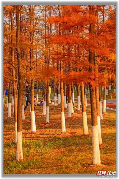 株洲萬豐湖溼地公園的水杉紅了,這自帶濾鏡的畫面也太美了 株洲萬豐湖溼地公園的水杉紅了,這自帶濾鏡的畫面也太美了