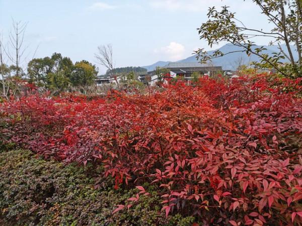 踏青早行人 作者：張鎖龍