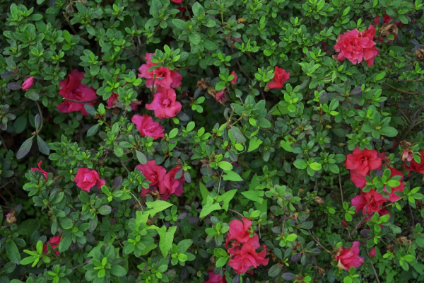 大佛腳下的慢生活丨探尋嘉定坊 感受古韻味 大佛腳下的慢生活丨探尋嘉定坊 感受古韻味