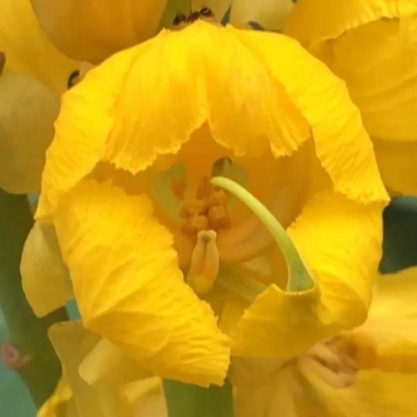 翅莢決明～翩翩狹翅欲飛翔，花朵芬芳且美豔