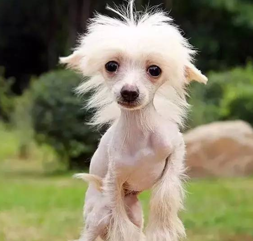 狗狗大量掉毛，這幾個原因，你家狗中了幾個？