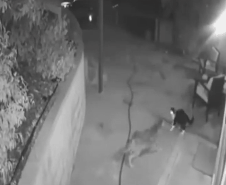 一隻貓擊退3只野狼,只為保護主人 一隻貓擊退3只野狼,只為保護主人