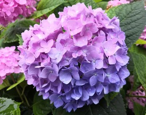 十二月生每個月對應的十二種生日花